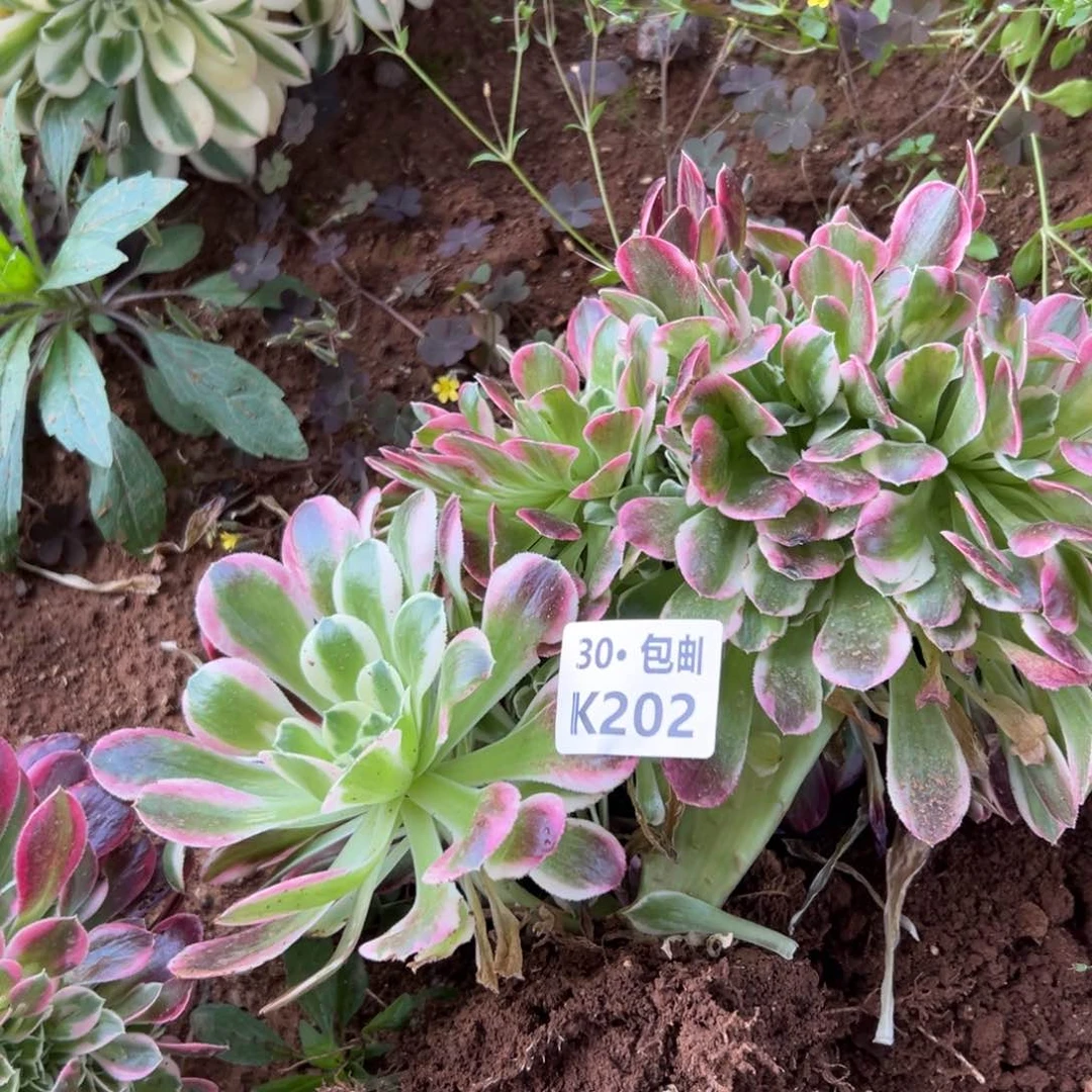 202绿豆沙缀，满20包邮