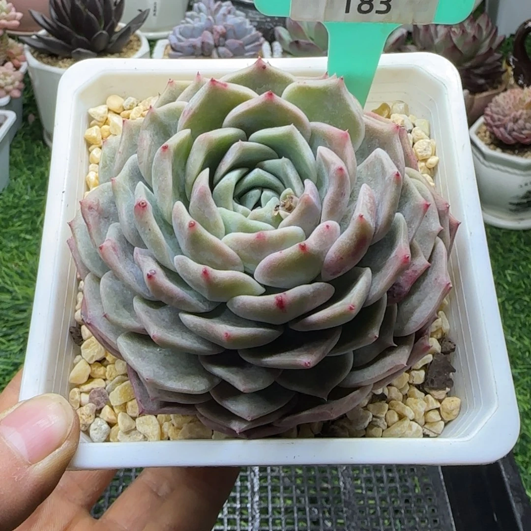 唐二姐多肉编号183