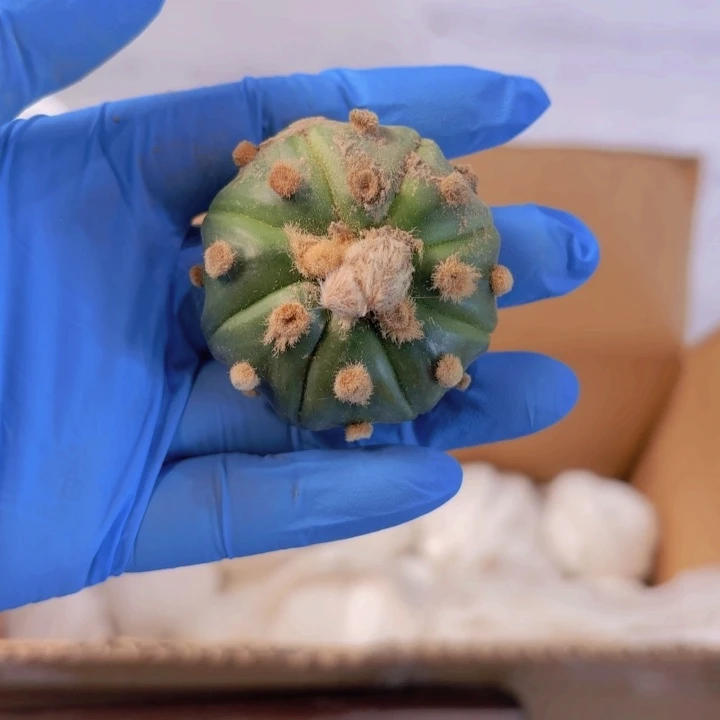 实生奇迹海星超兜