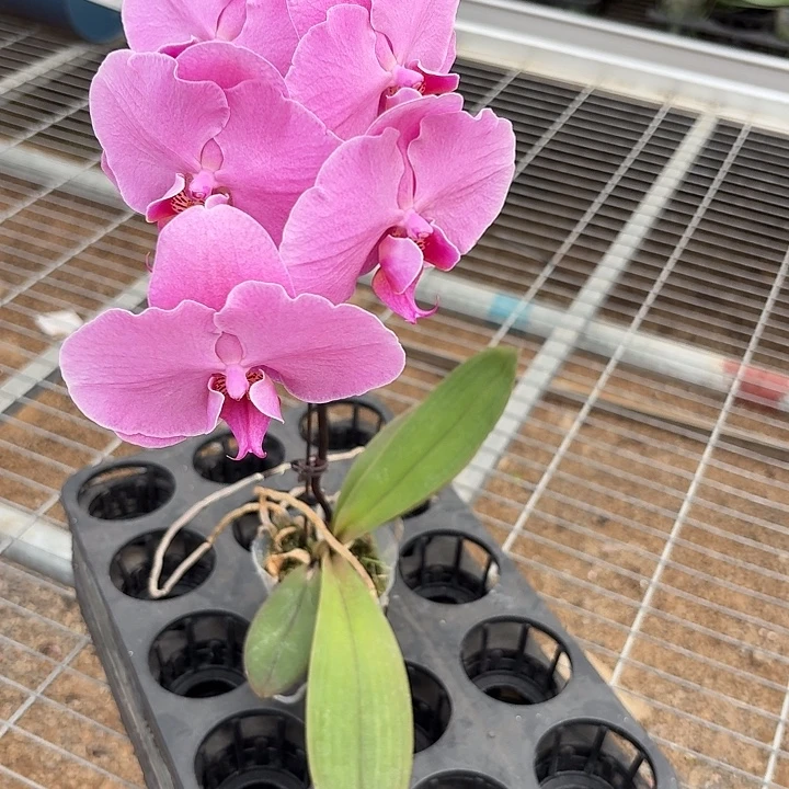 哑***克完全开放A0135蝴蝶兰一物一拍