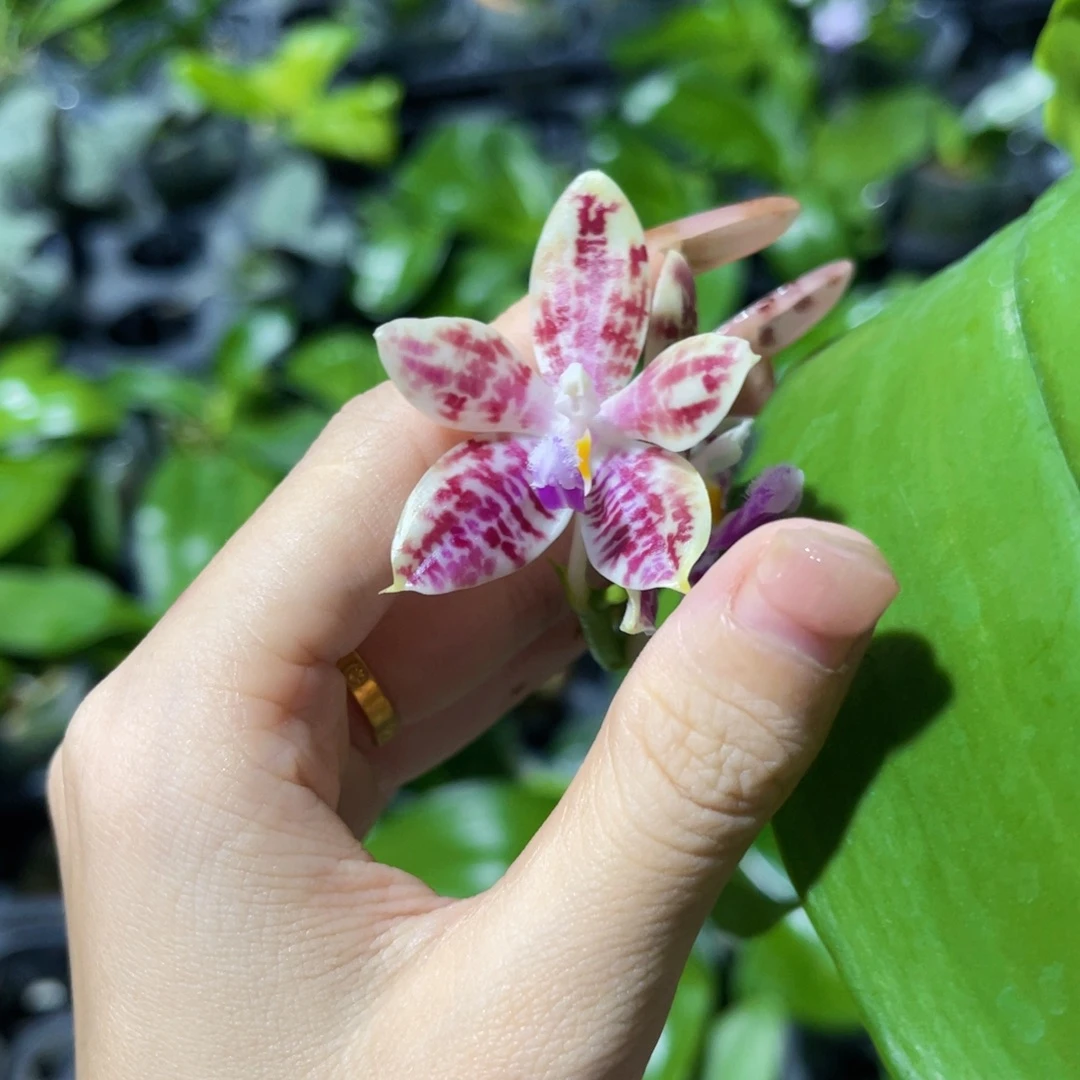 无花朵蝴蝶兰原生蘑菇盾