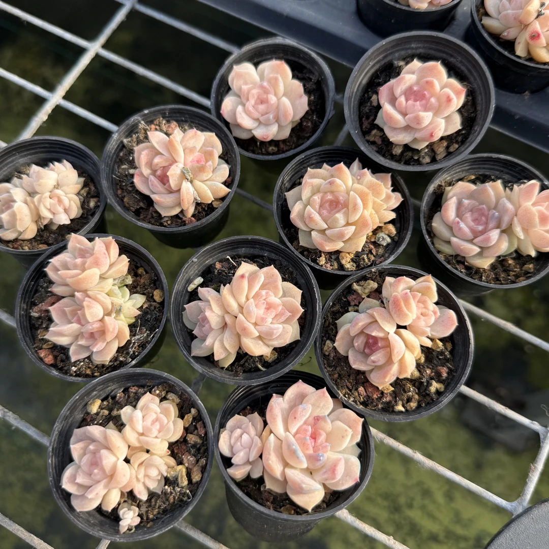 梦幻泡影 夜莺 巫拉拉 多肉植物