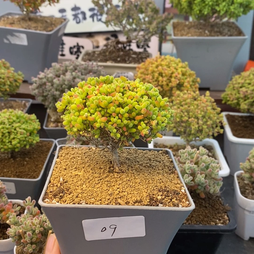 09蜜橘糖球枝干番杏