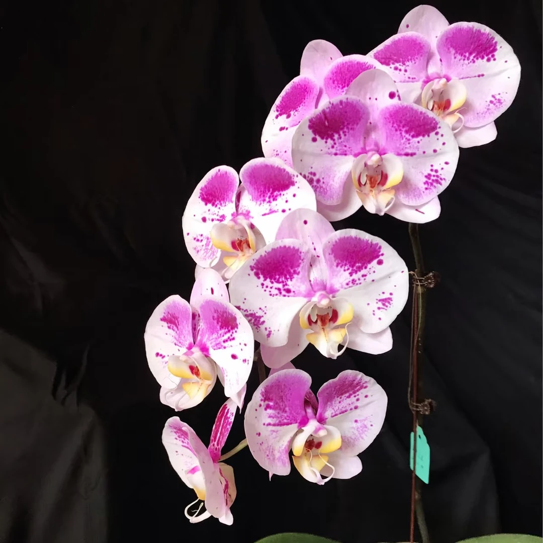 3.0寸不加高不带花剑升杯不久根不多《蝶中之王/加菲猫》蝴蝶兰花苗