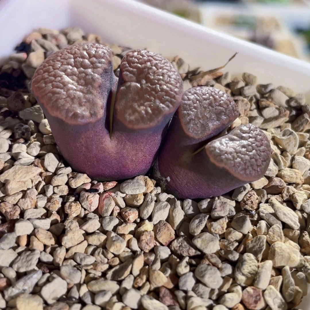 大型红磁铁双头风铃植物一物一拍
