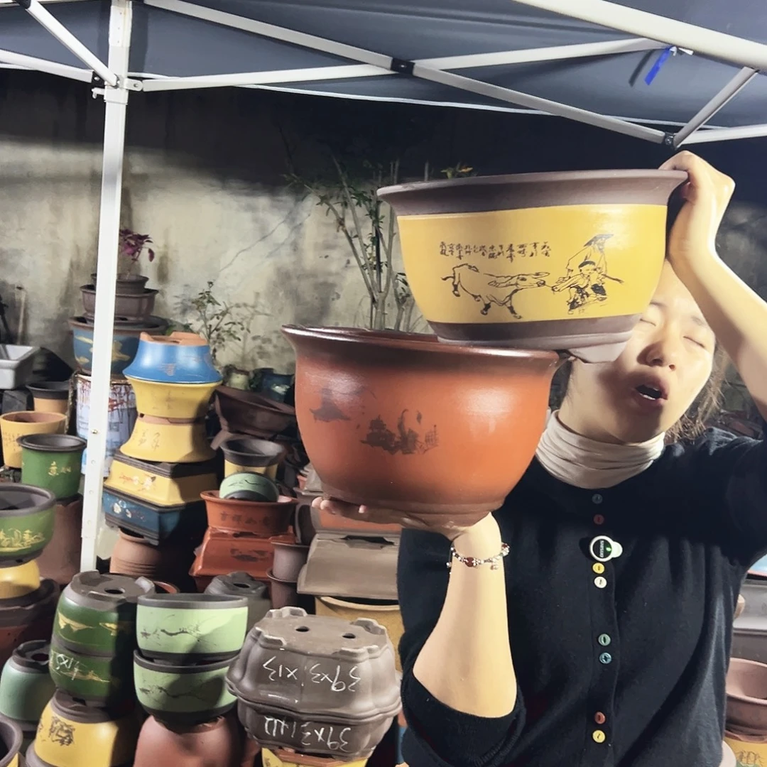 30紫气东来+30黄色放牛娃三角金钟