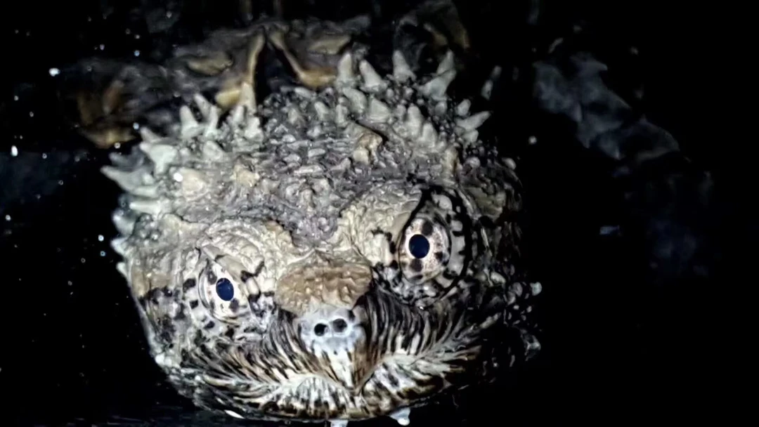 人工养殖宠物小乌龟水族观赏深水互动凶猛鳄龟