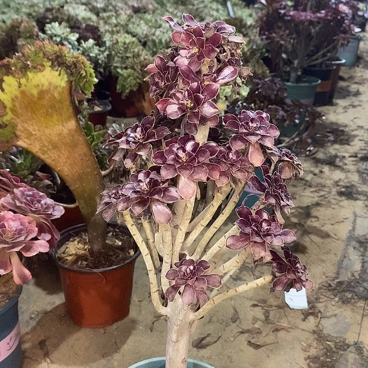 灿烂多肉植物011