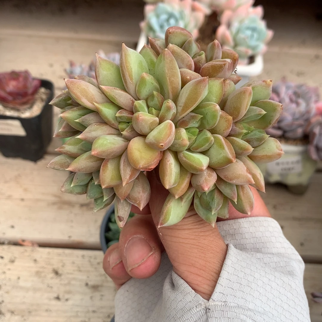 1422红象牙朵朵缀一颗9厘米