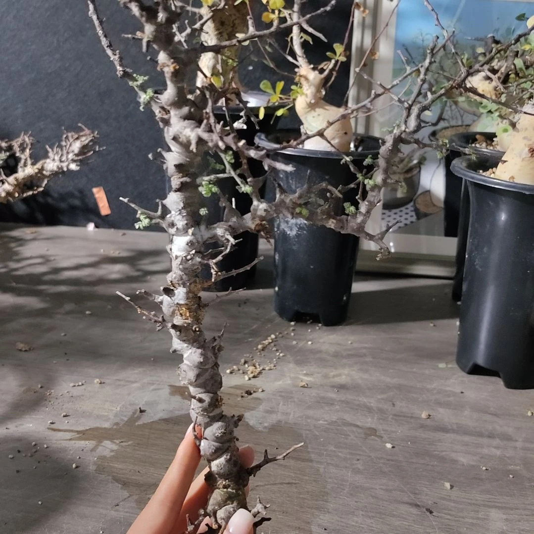 产地扦插念珠橄榄