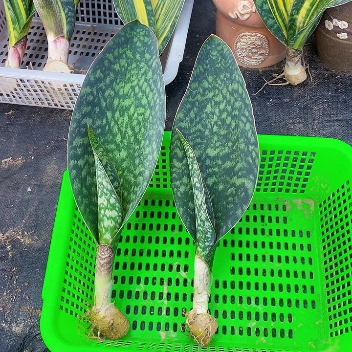 轩***宇完全开放翠宝镜虎皮兰