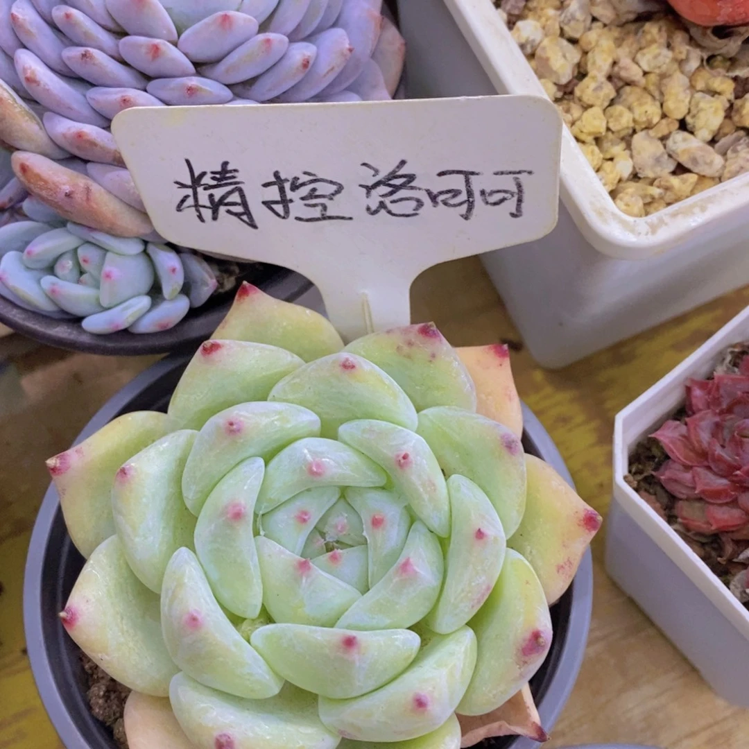 多肉植物，一组自拍可以拍