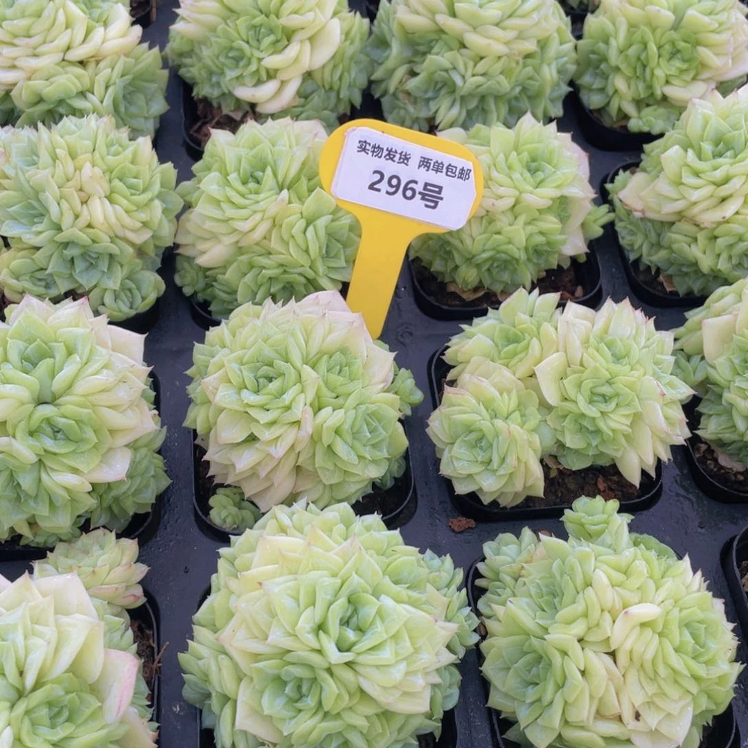 296号 新品果冻白天鹅麦秆群生一个