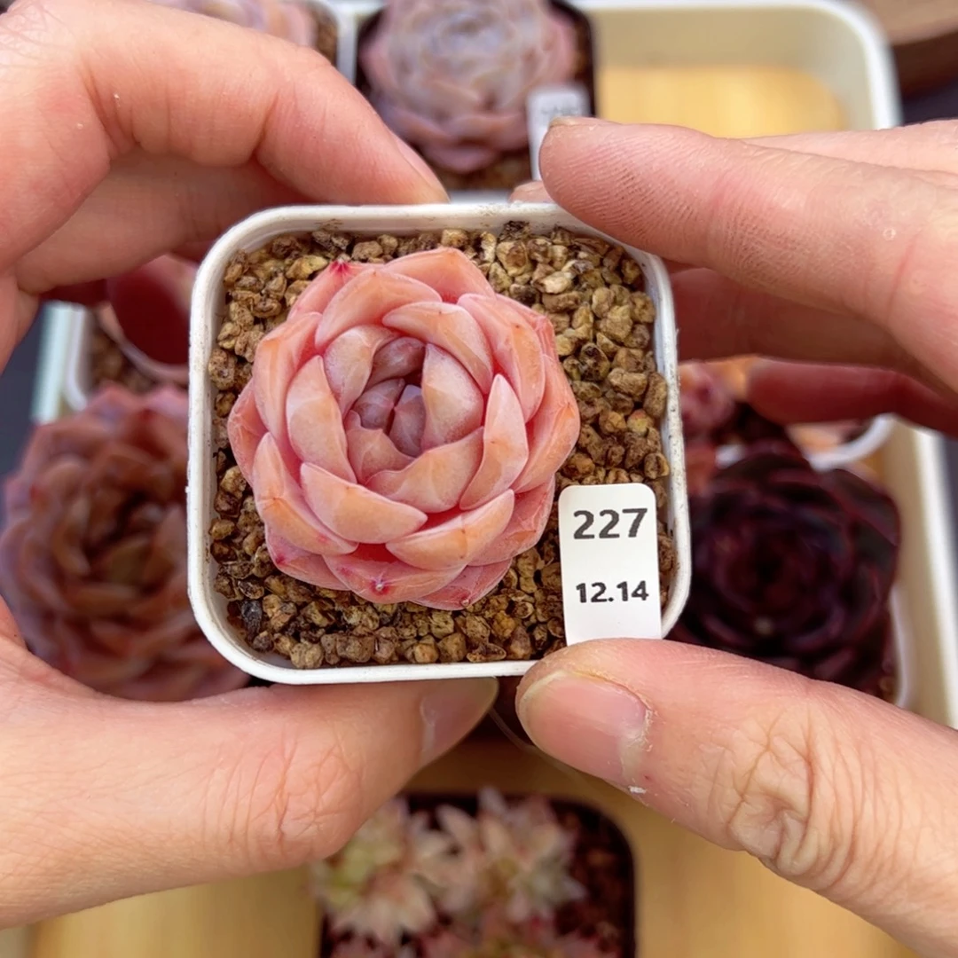 好好看227、哈哈哈哈