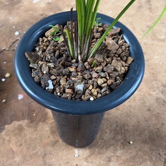 完全开放发财树带盆发货