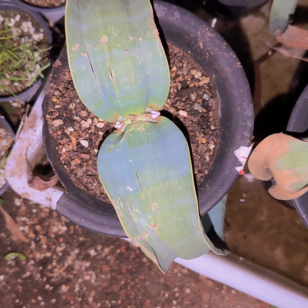 用***7块根植物块根植物