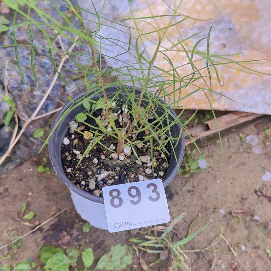 【闪购商品】潇**歇块根植物