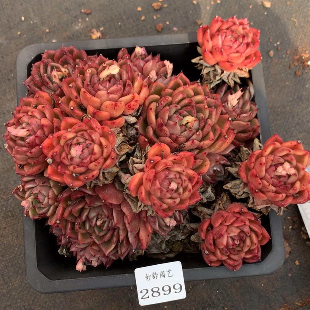 2899杂交精品基地17厘米