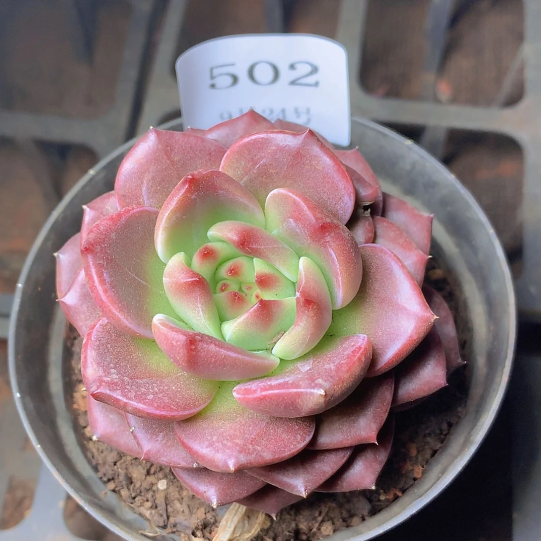 【闪购商品】云502号