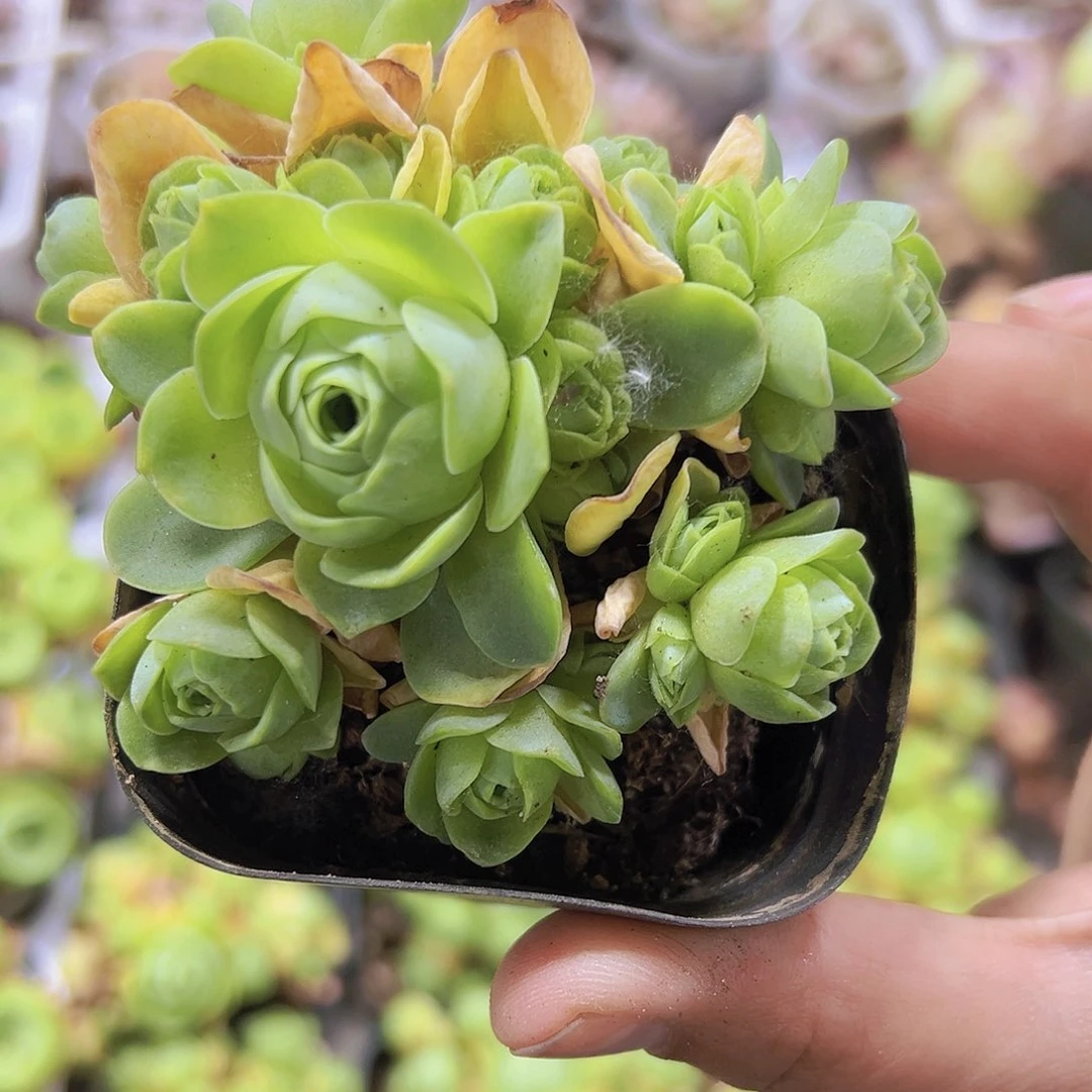 老山地玫瑰19包邮多肉