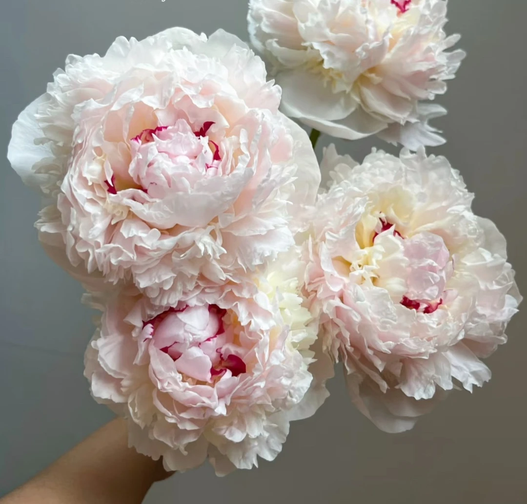 【嘉年华】芍药花苗基地直发