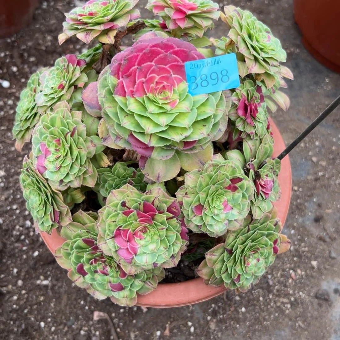 花**零3898拉丝知否多肉植物系
