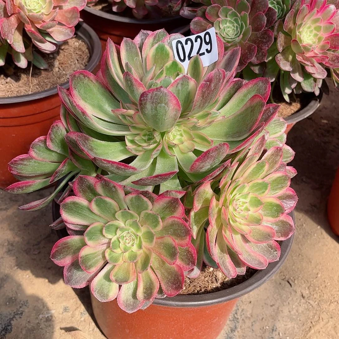 多肉植物229多肉