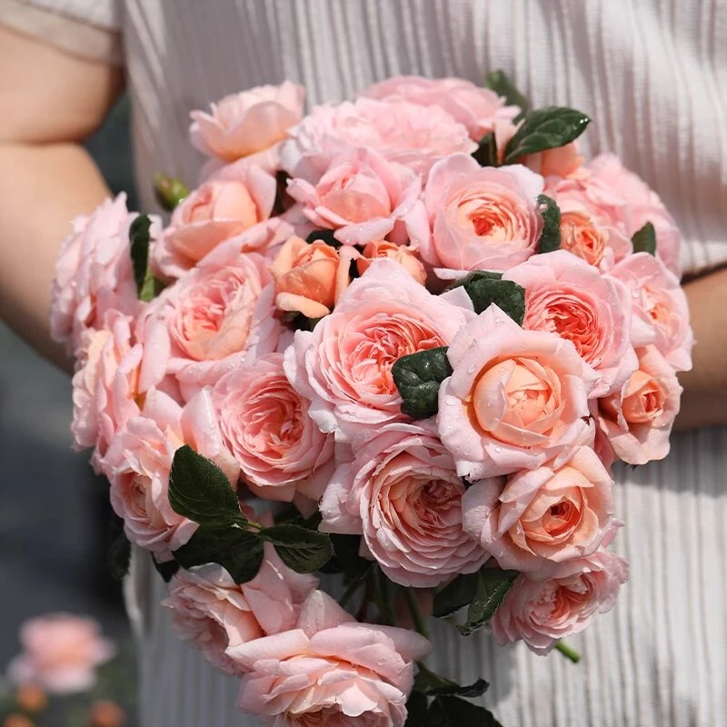 瑞典女王直立月季灌木欧月花型丰花庭院花卉阳台植物盆栽苗