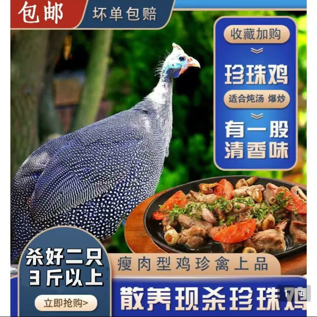 《飞禽珍珠鸡2只》珍禽活鸡现杀带鸡珍新鲜真空液氮锁鲜顺丰包邮