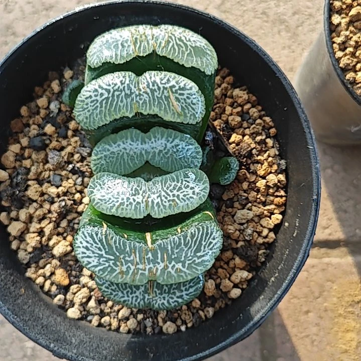 尼亚加拉一颗多肉植物