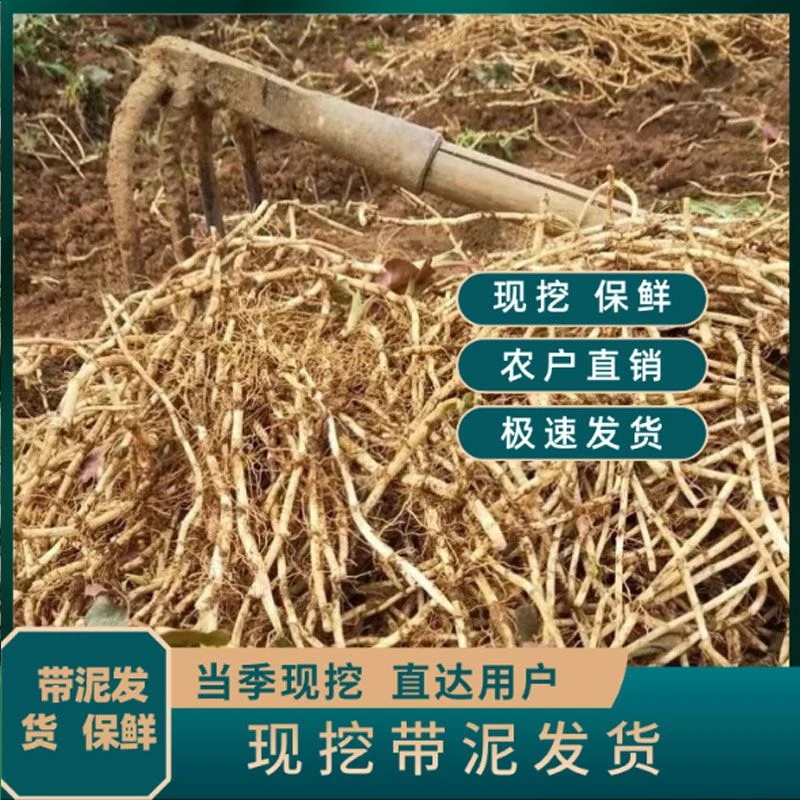 现挖带泥无叶新鲜折耳根嫩根湖北特产可凉拌蔬菜
