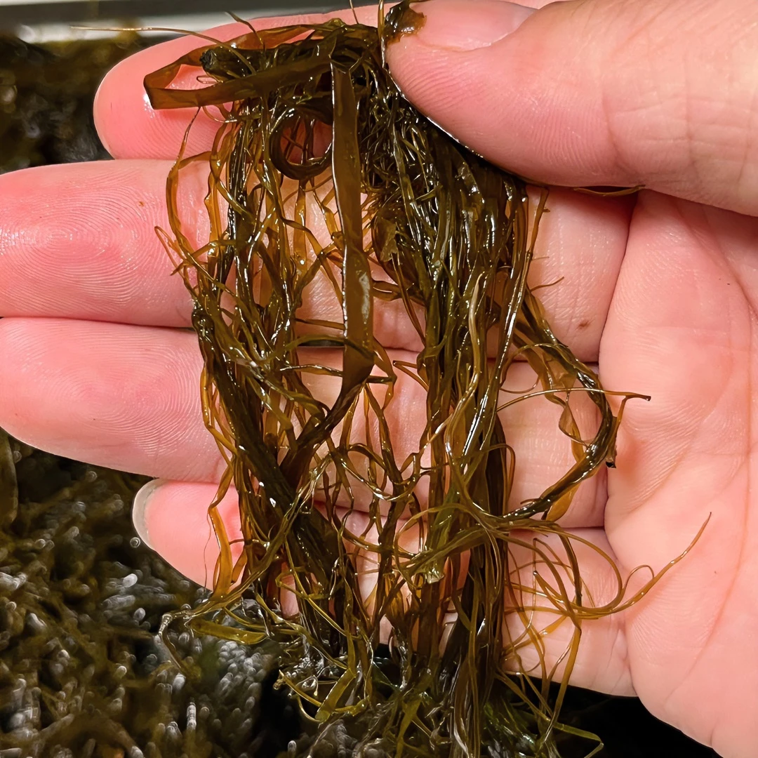 【二姐推荐】岛里筏绳细嫩海麻线