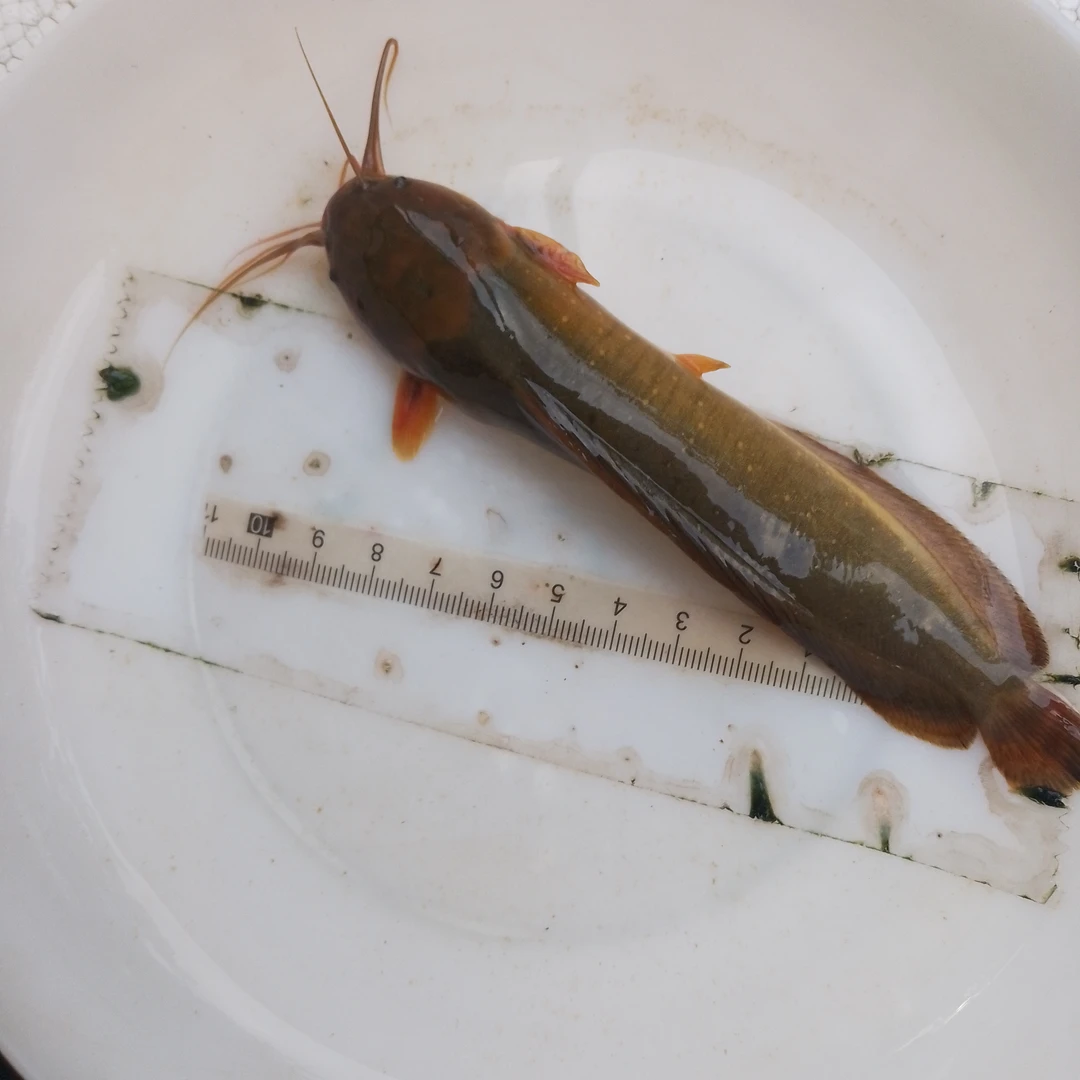 塘虱鱼本地塘虱皇妃一号鲶鱼宠物活体观赏鱼