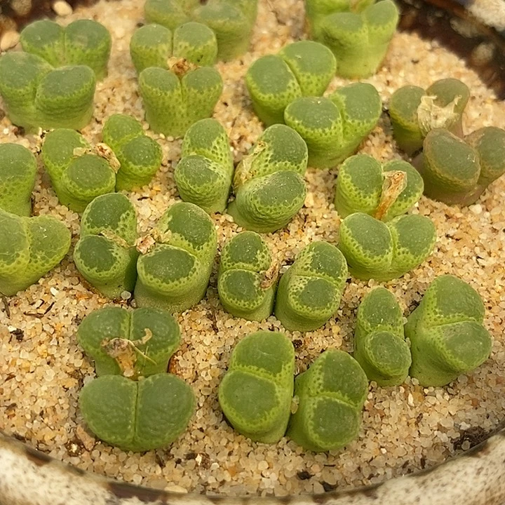 双头绿眼睛风铃一颗  整点福利