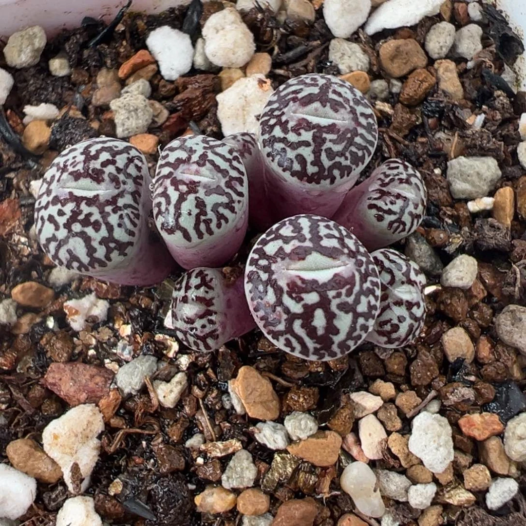 852多肉植物种类多样