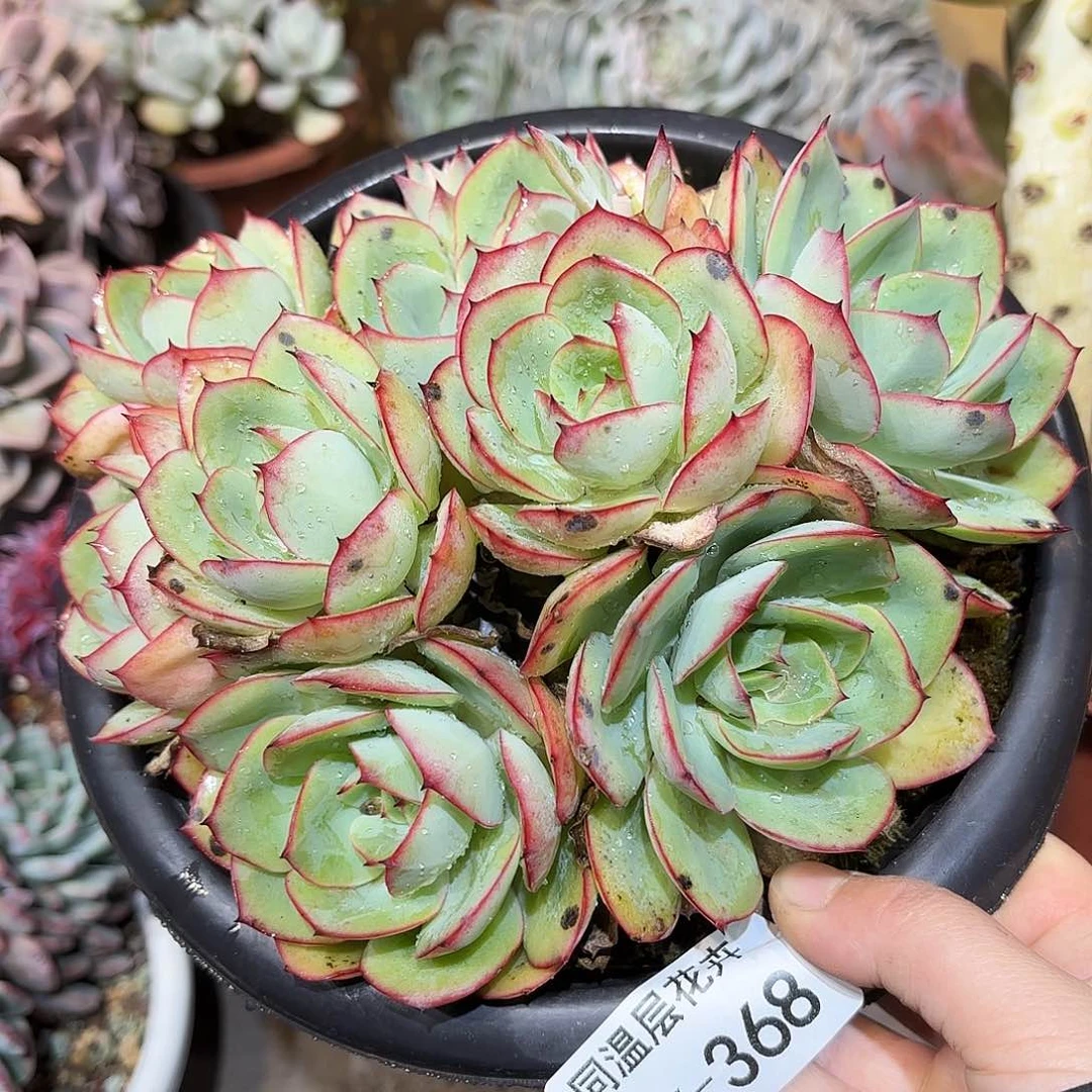 嗨**格同温层多肉牡丹亭368