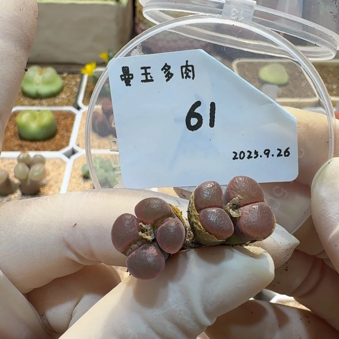 一***点多肉多肉多肉9.26-061