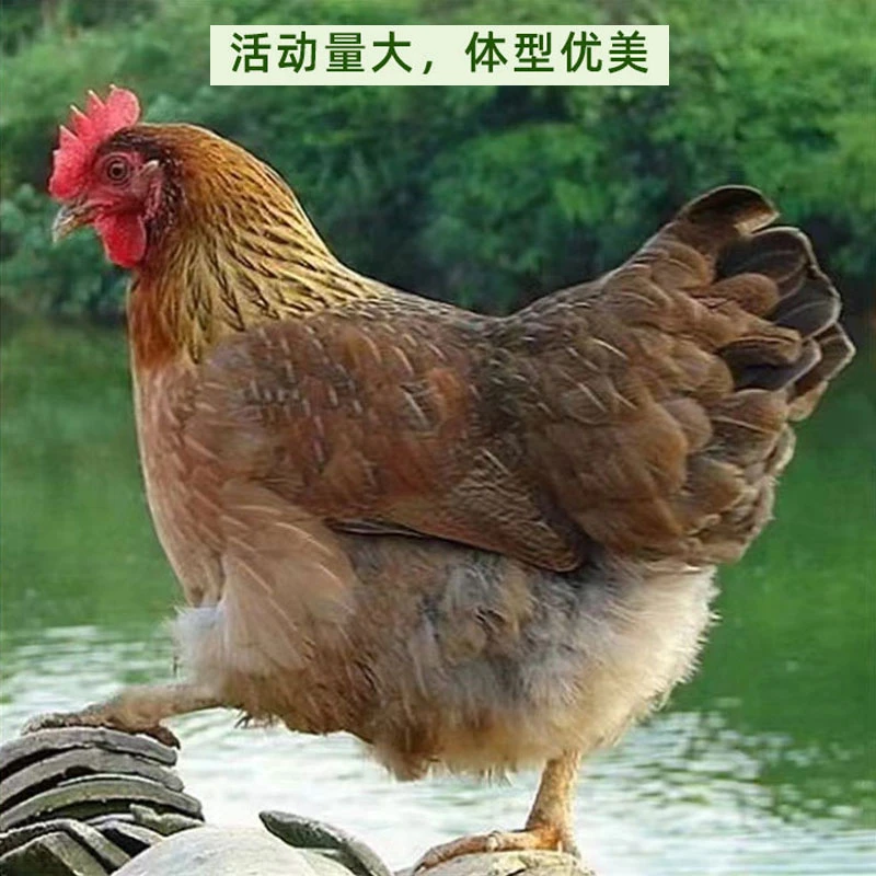 清远农家正宗散养走地鸡 土鸡果园鸡 生鲜2只大约4斤