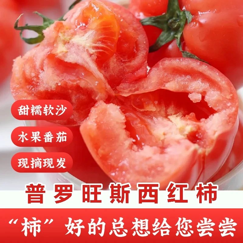 正宗水果西红柿沙瓤爆汁酸甜生吃新鲜顺丰包邮净重5斤自然成熟