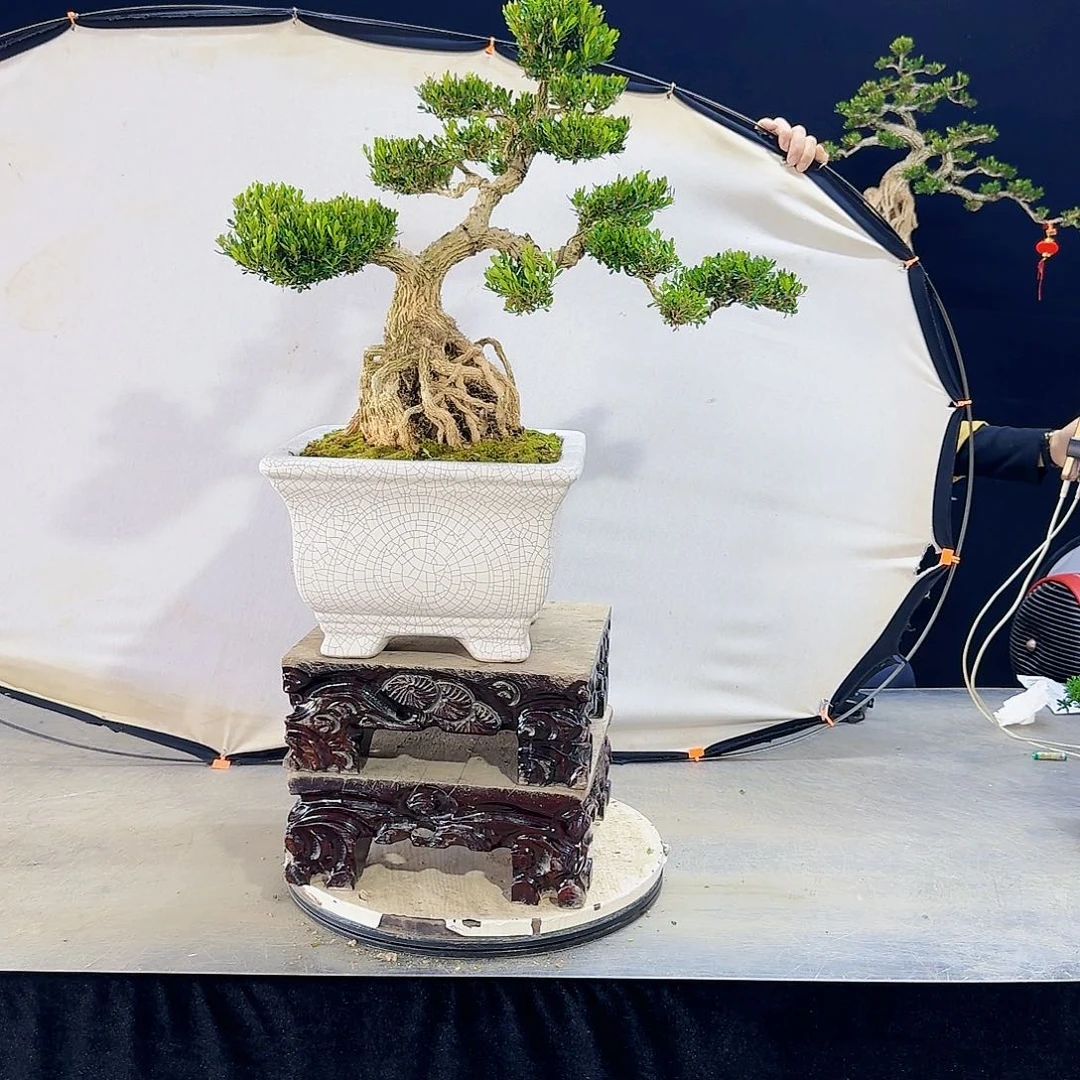 高端盆景艺术作品