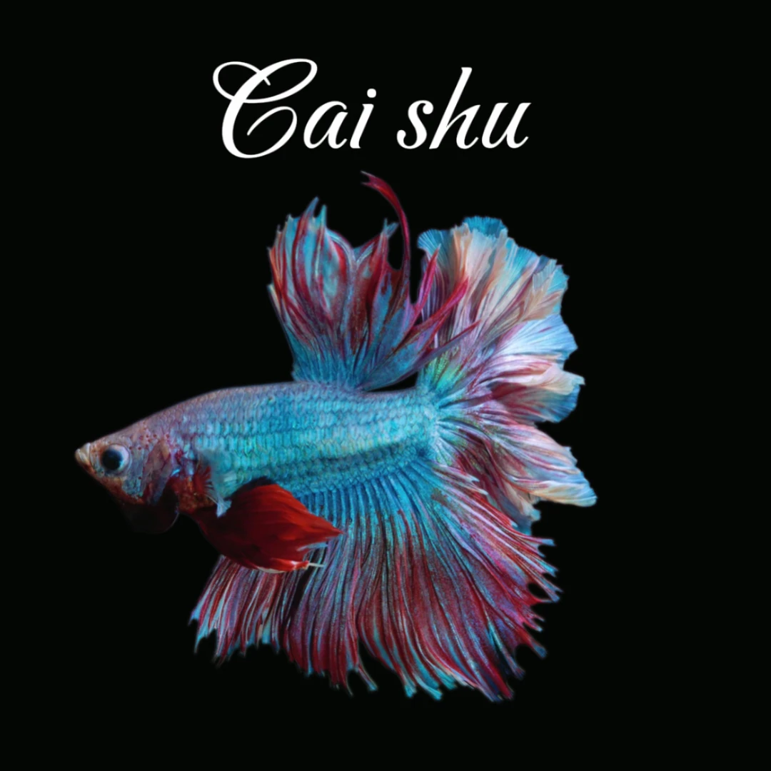 A17(385-408)泰国斗鱼小型热带观赏鱼耐活好养（直播间选鱼）