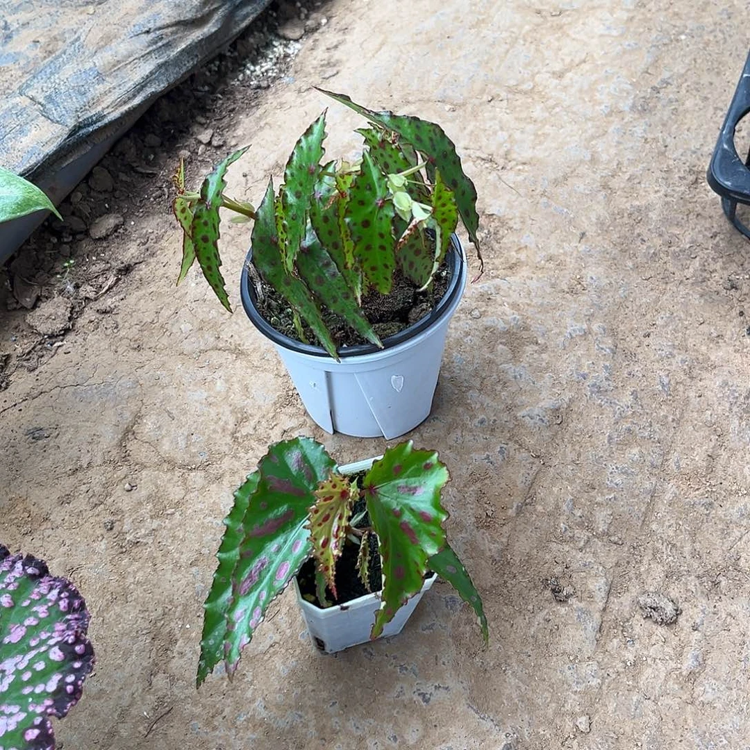 无花朵秋海棠两棵