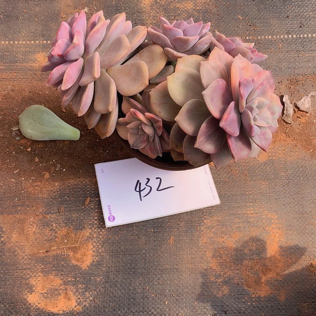 老三多肉一物一拍外播紫乐锦432