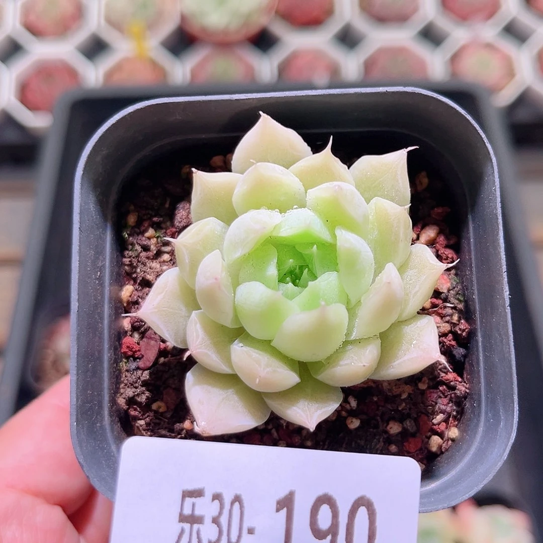 乐然30-190 紫霞仙子