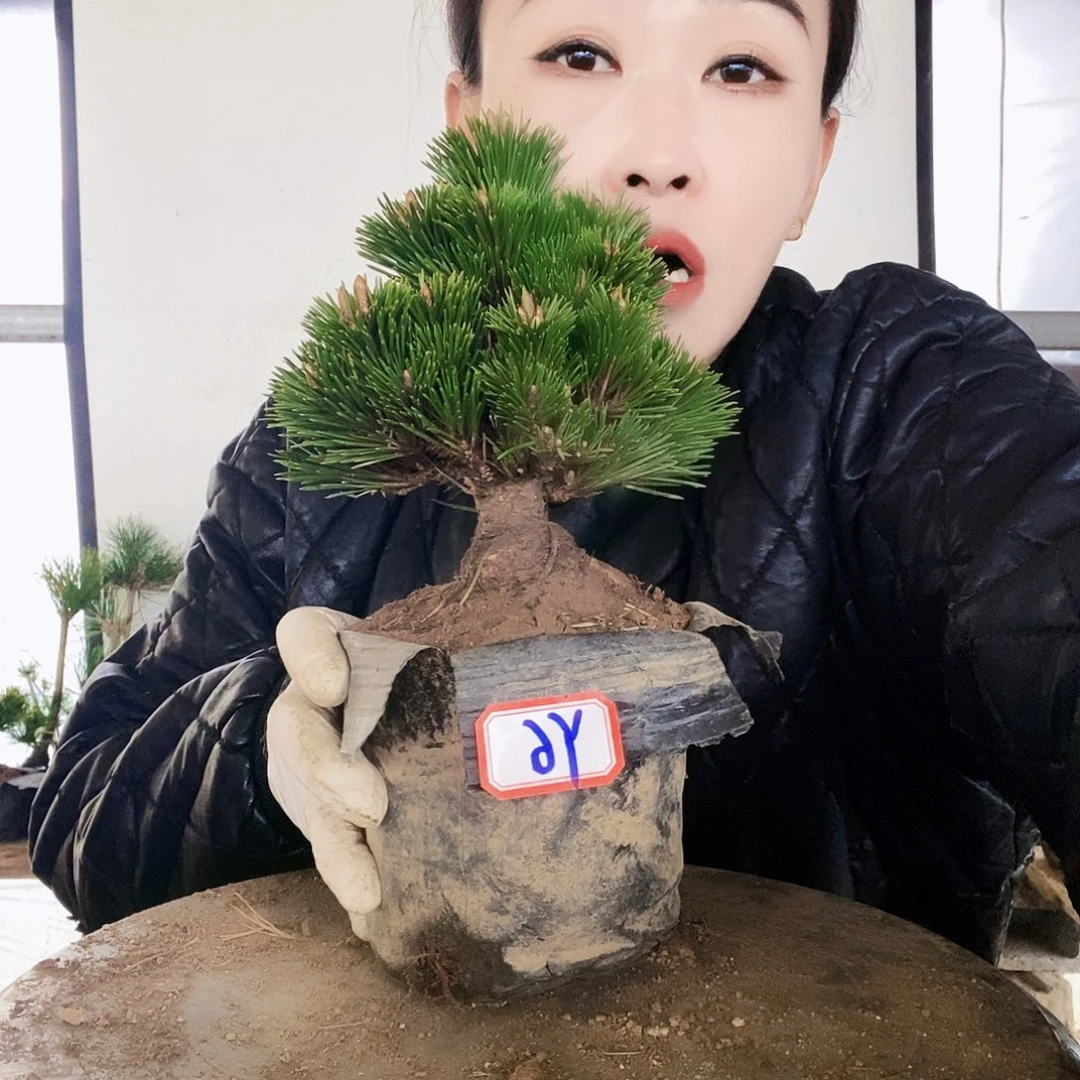 无花朵植物形态多年生草本