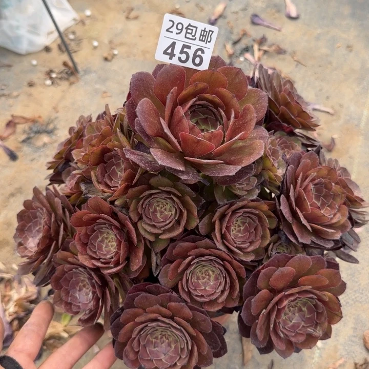 灰姑娘……多肉植物……