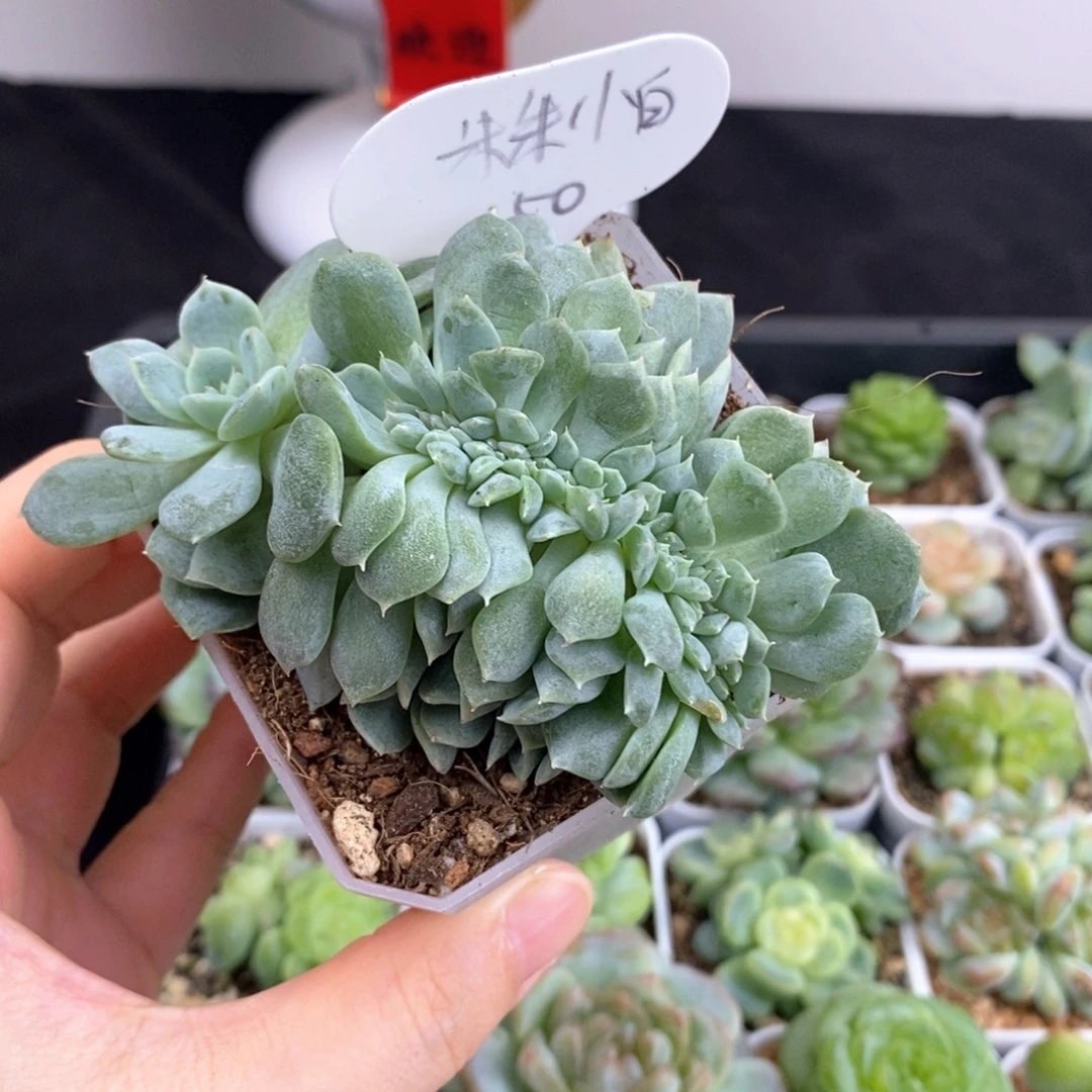 朱朱小白一颗包邮