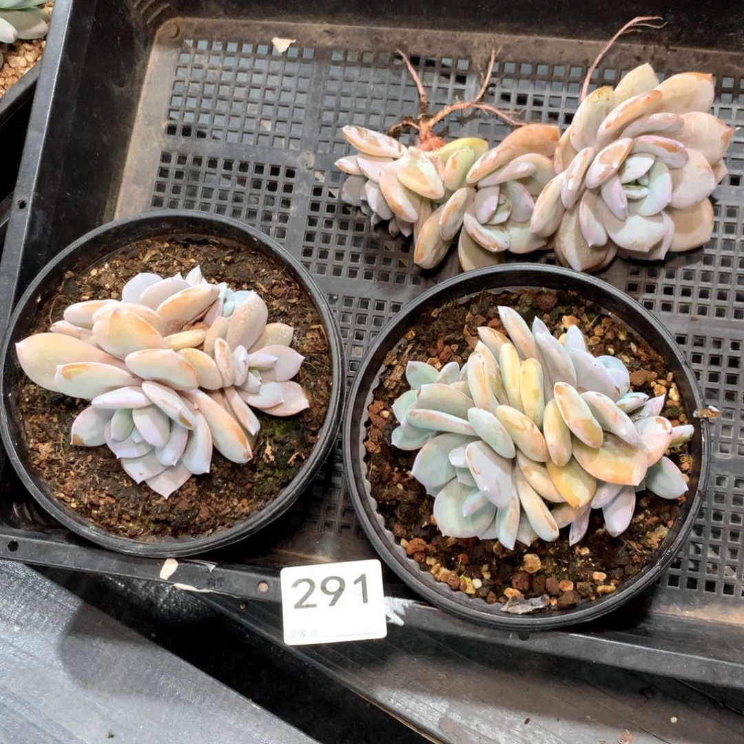 #291 不拍冷链不售后