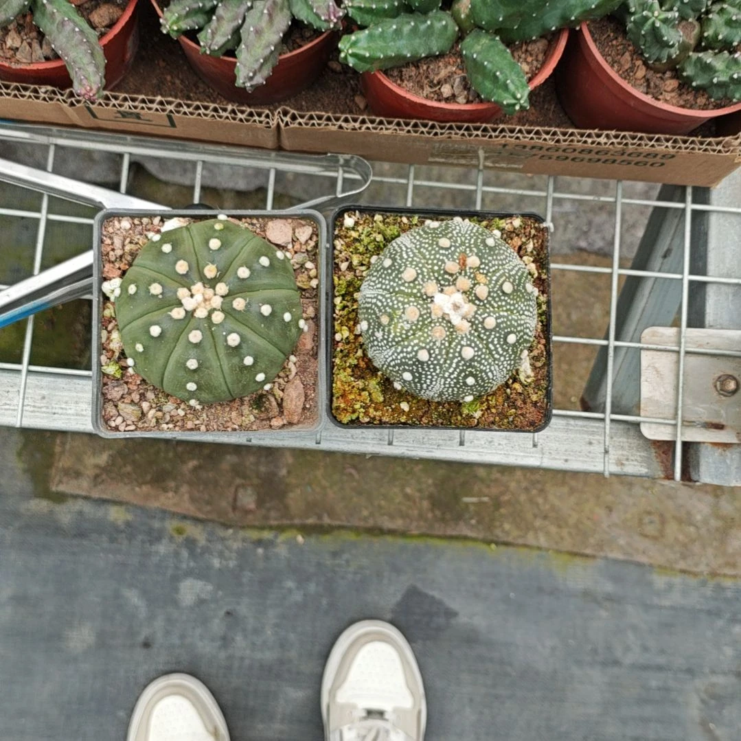 炒豆两个一物一拍