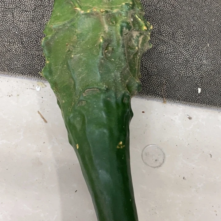 李***广鹤首葫芦……………………..